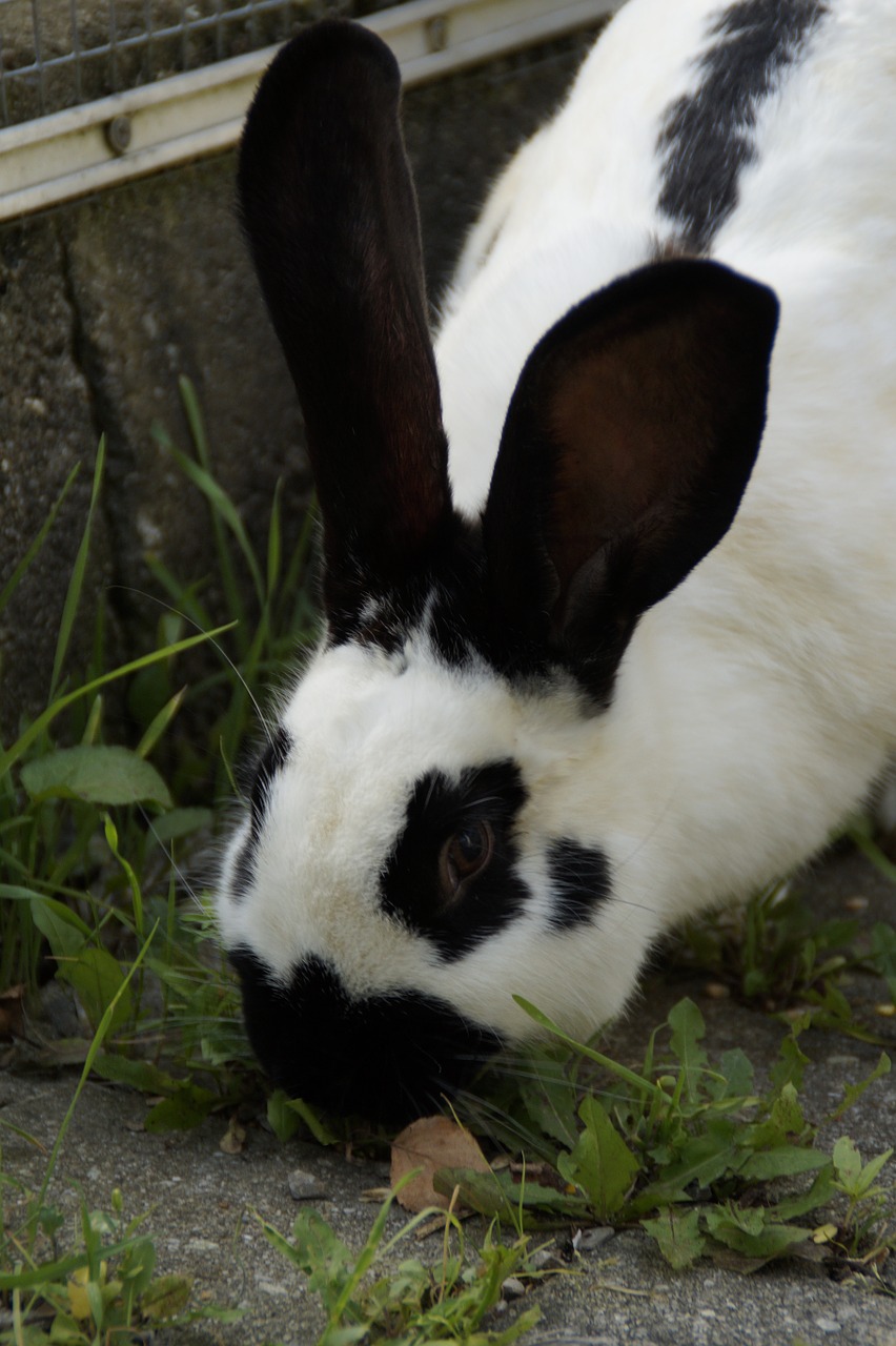 Stalas Hase, Kiškis, Juoda Ir Balta, Nager, Ausys, Ilgai Ausis, Linksma, Gyvūnas, Kailis, Piešimas