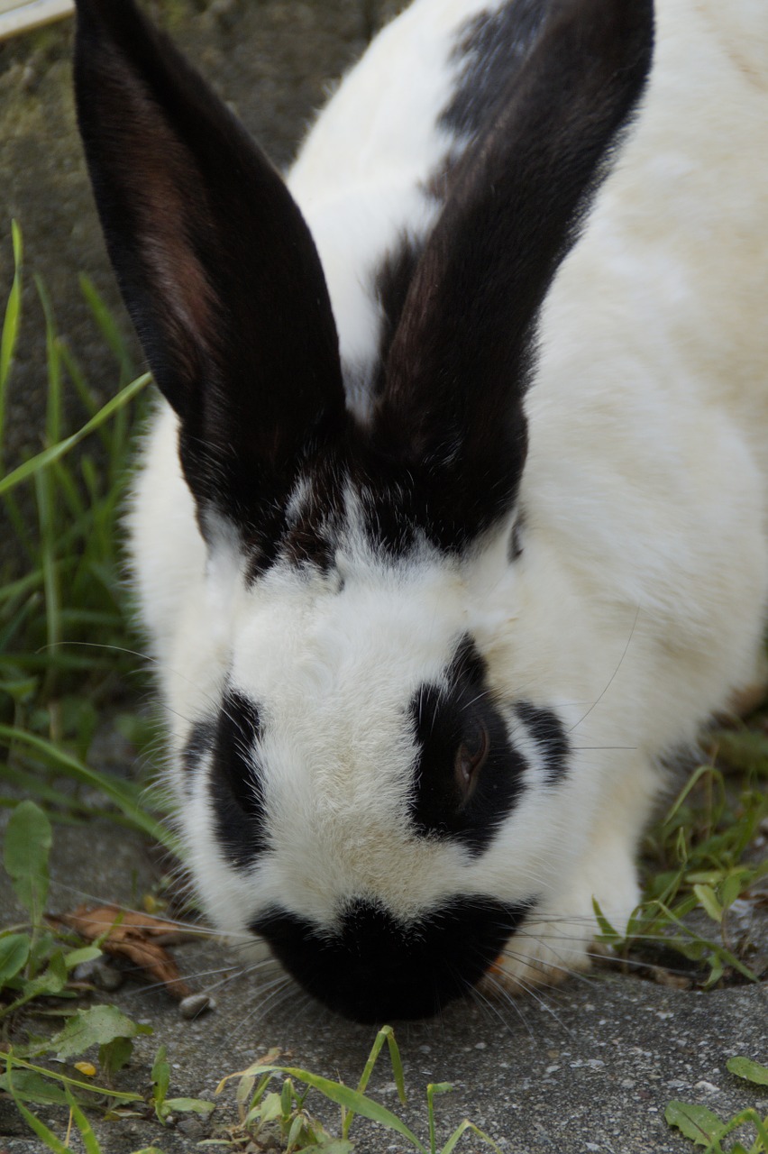 Stalas Hase, Kiškis, Juoda Ir Balta, Nager, Ausys, Ilgai Ausis, Linksma, Gyvūnas, Kailis, Piešimas