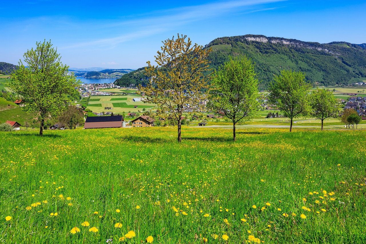 Stanserhorn, Ežero Liucernos, Ežeras, Kelionė, Kelionės Paskirties Vietos, Pavasaris, Pavasaris, Pieva, Žolė, Medis