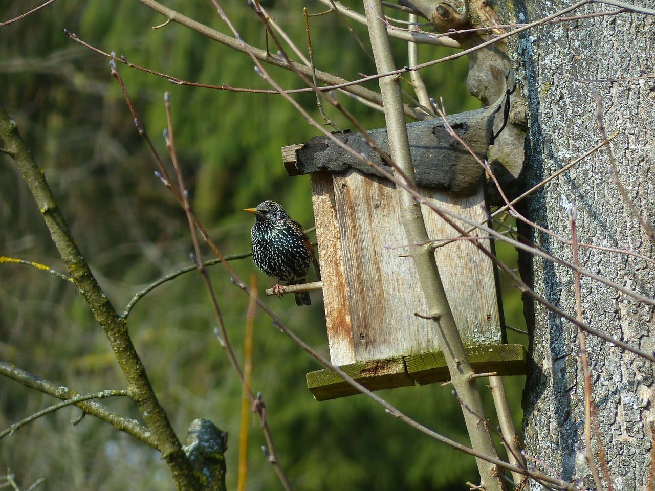 Žvaigždė, Paukštis, Gyvūnas, Lizdas, Juoda, Pastebėtas, Plunksna, Sąskaitą, Sturnus Vulgaris, Zuikis Paukštis