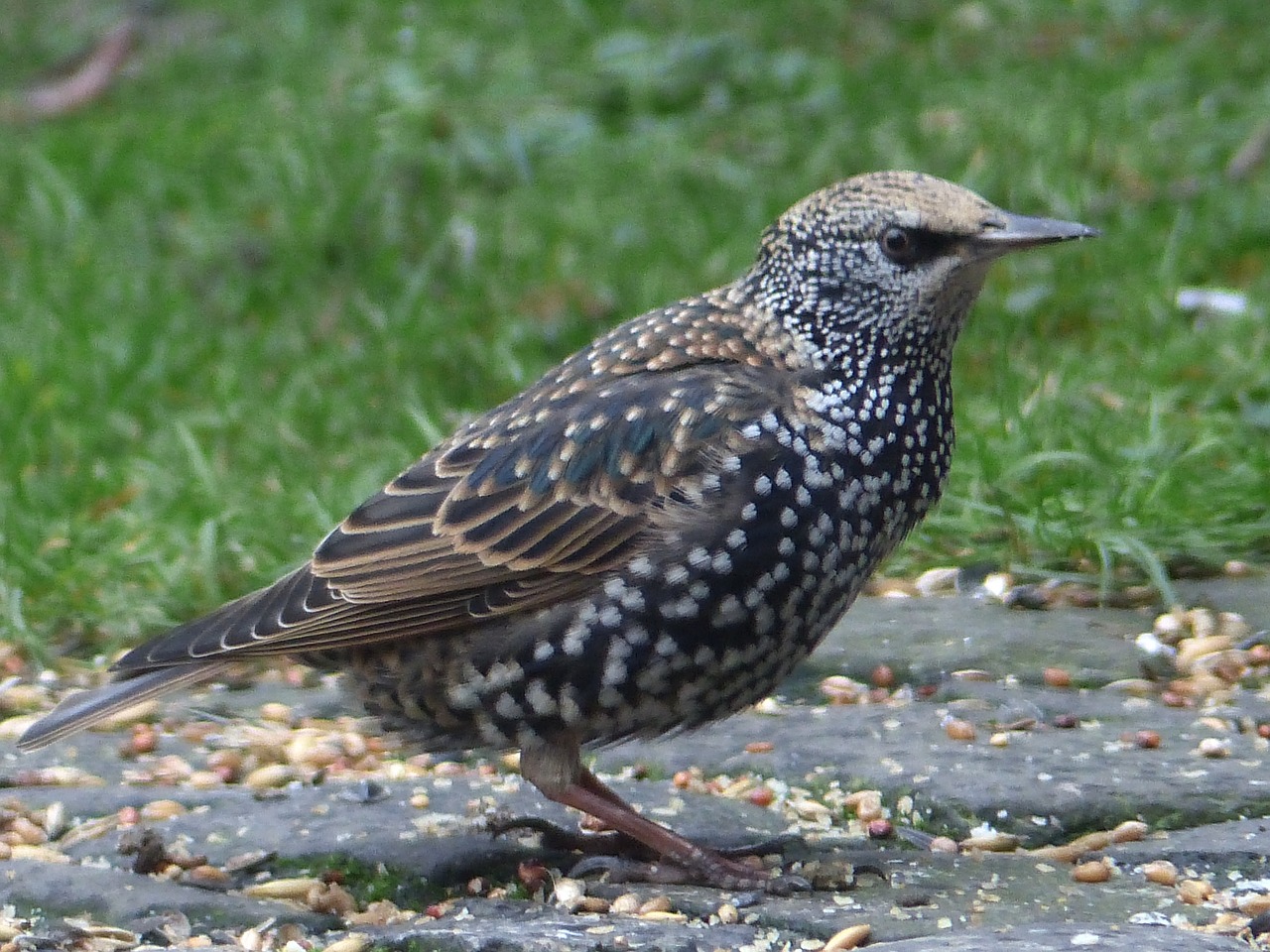 Star,  Paukštis,  Plunksnos,  Songbird,  Pobūdį,  Paukščiai,  Migruojantys Paukščiai,  Plunksna,  Šėrimo,  Gyvūnas