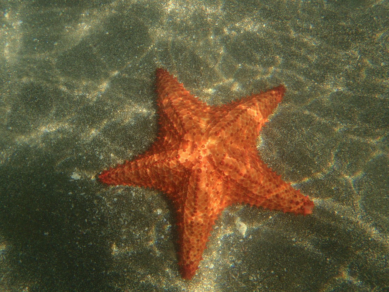 Žvaigždė, Jūra, Martinique, Jūros Žvaigždė, Karibai, Sala, Gamta, Vanduo, Skaidrus Vanduo, Nemokamos Nuotraukos