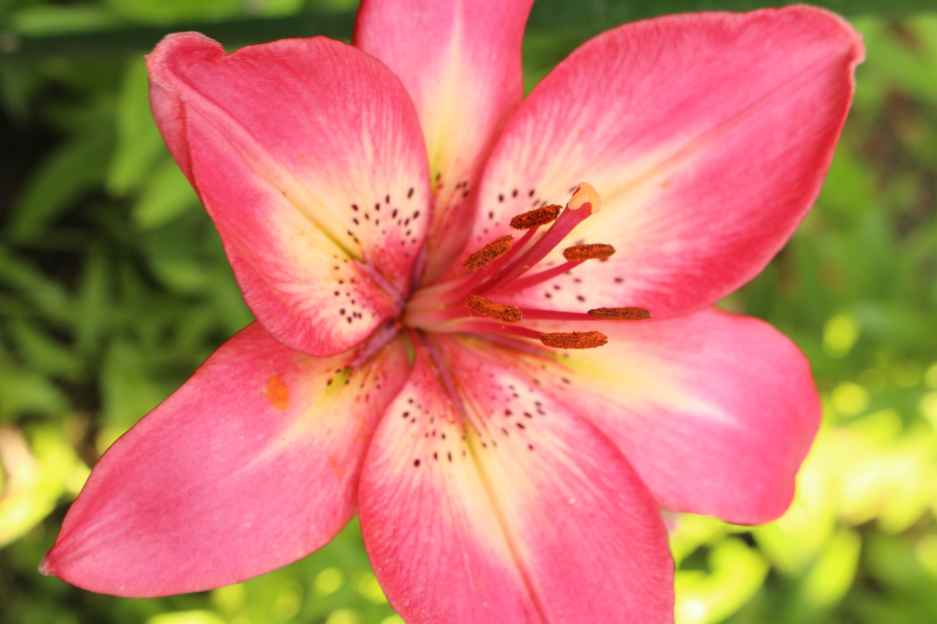 Stargazeris,  Lelija,  Raudona,  Rožinis,  Stargazer Lilija Raudona Rožinė, Nemokamos Nuotraukos,  Nemokama Licenzija