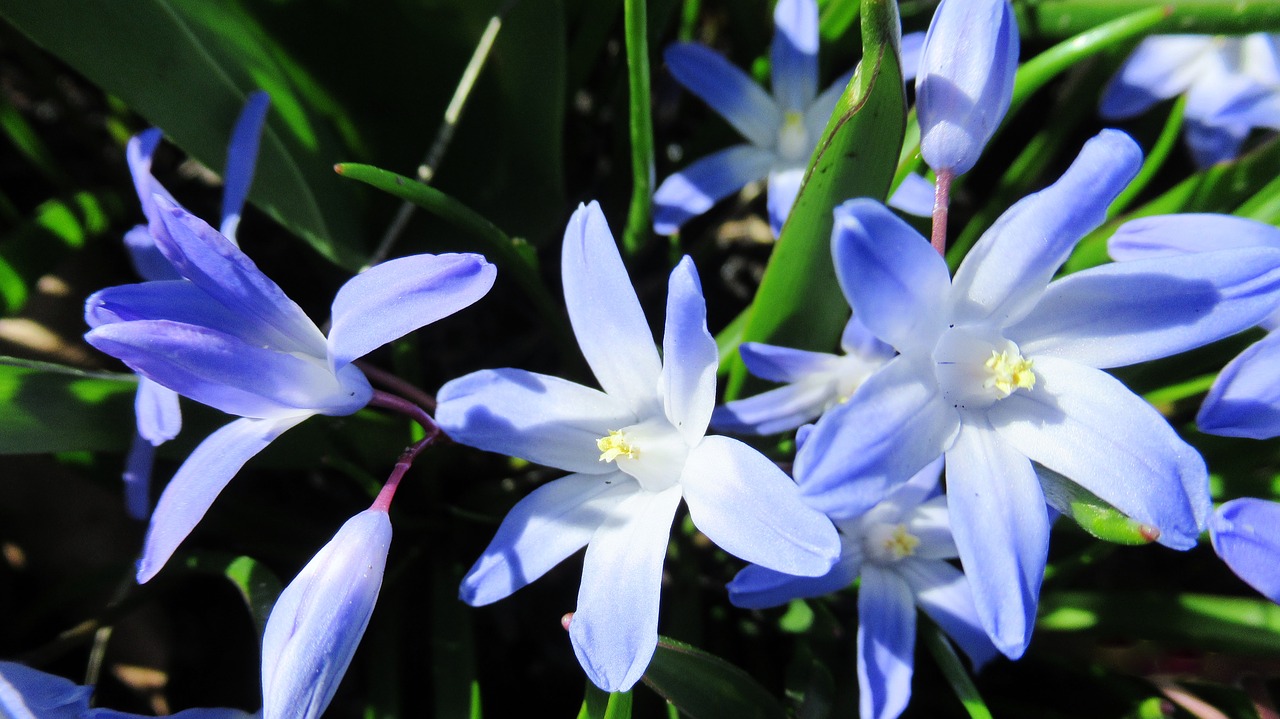 Žvaigždė Hiacintas,  Gėlė,  Floros,  Pobūdį,  Lapų,  Gėlių, Nemokamos Nuotraukos,  Nemokama Licenzija