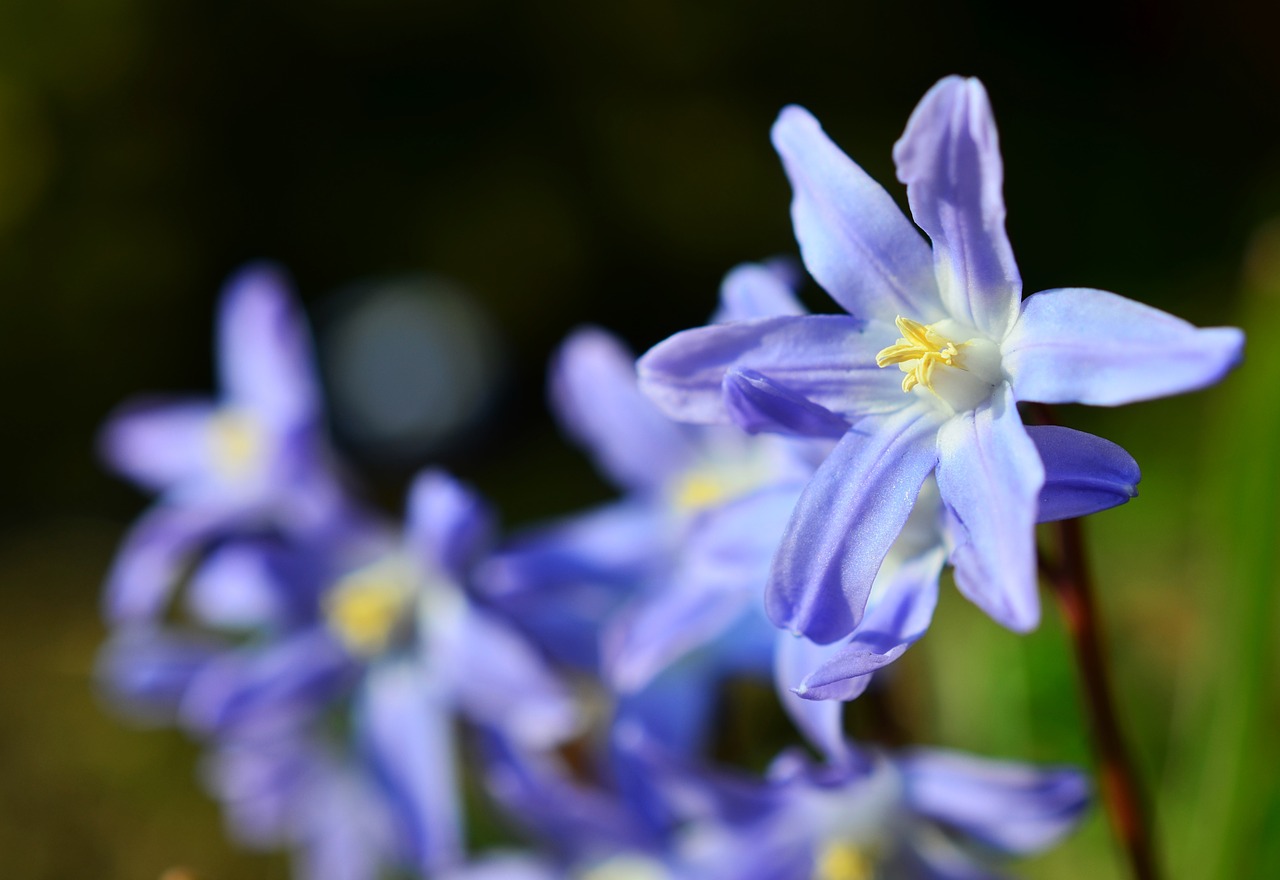 Žvaigždinis Hiacintas, Sniego Blizgesys, Pavasario Požymiai, Chionodoksa, Violetinė, Gėlės, Makro, Nemokamos Nuotraukos,  Nemokama Licenzija