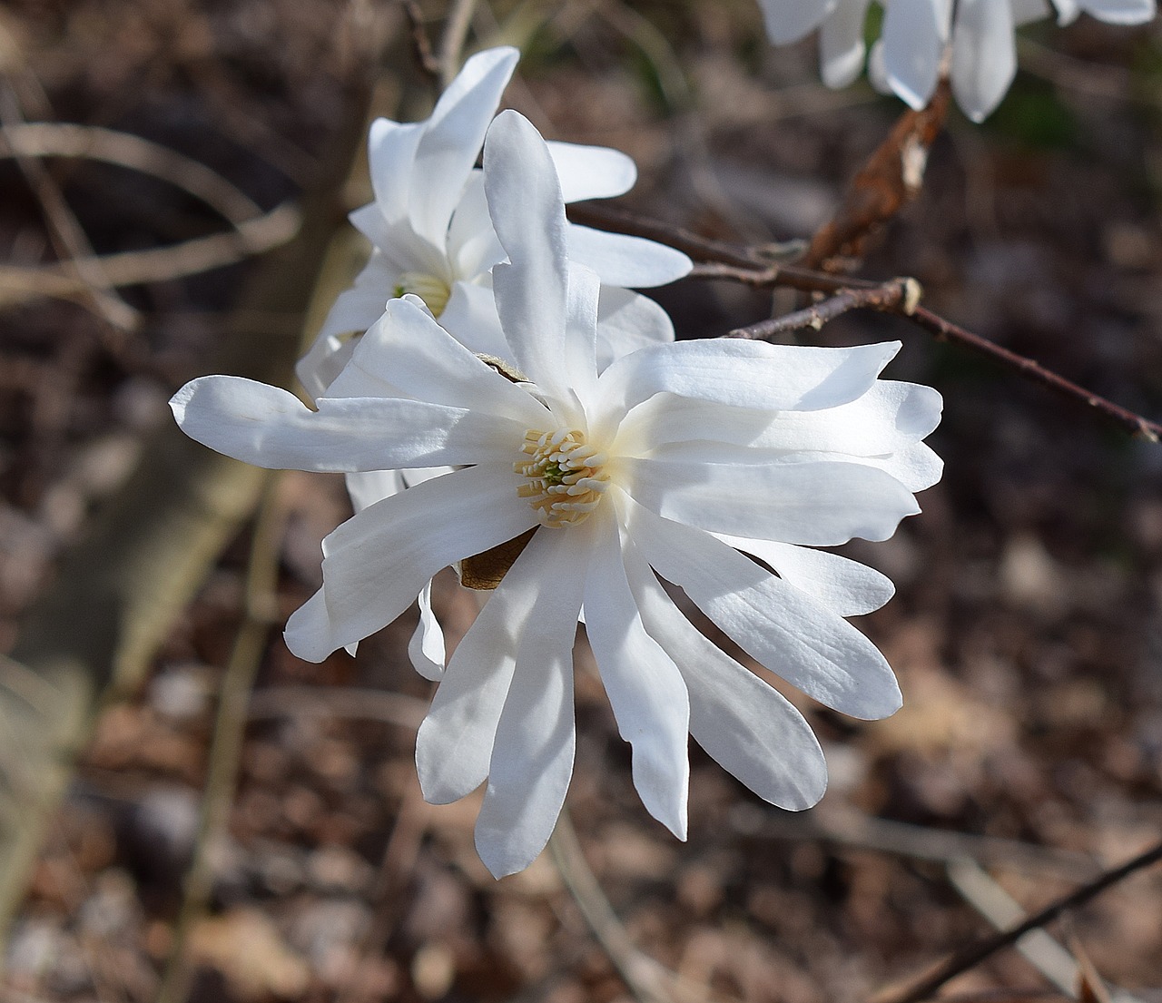 Žvaigždė Magnolija, Magnolija, Medis, Augalas, Sodas, Gamta, Pavasaris, Balta, Gėlė, Žiedas