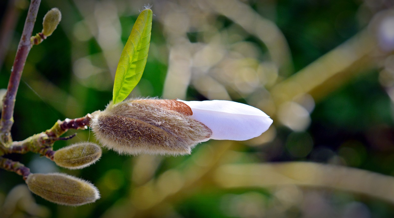 Žvaigždė Magnolija, Magnolija, Budas, Žydėti, Balta, Žiedas, Žydėti, Pavasaris, Gėlė, Augalas