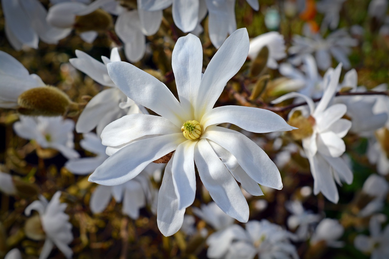 Žvaigždė Magnolija, Magnolija, Žydėti, Balta, Žiedas, Žydėti, Pavasaris, Gėlė, Augalas, Balta Gėlė