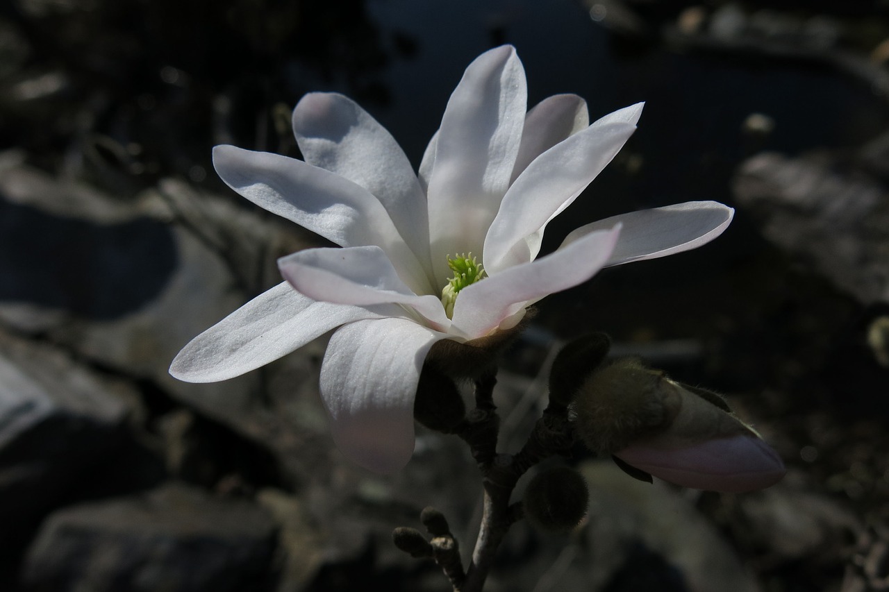 Žvaigždučių Magnolija,  Magnolija,  Pobūdį,  Gėlė,  Augalų,  Lapų,  Žiedlapis,  Baltas Žiedas,  Iš Arti,  Šviesus