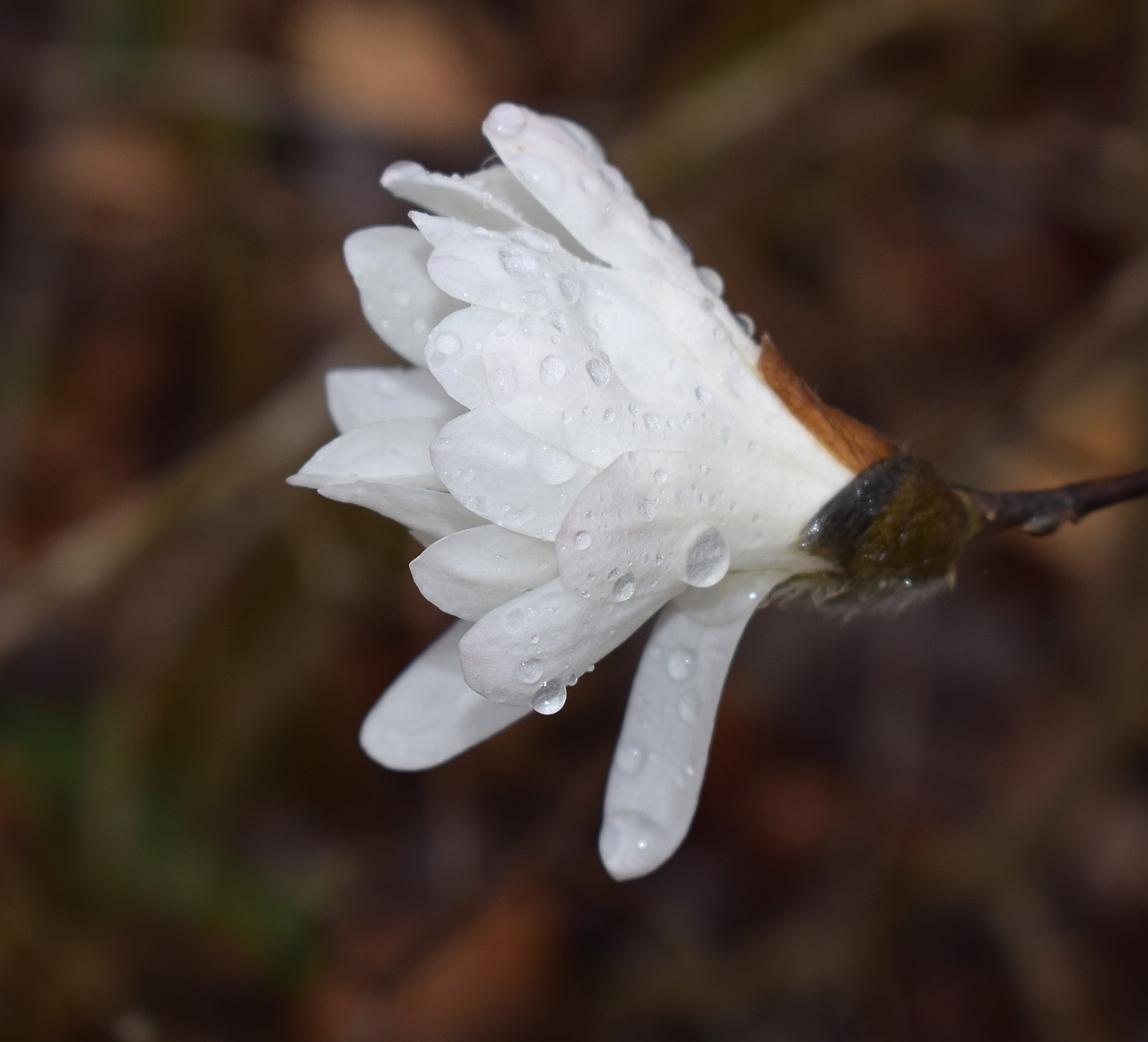 Žvaigždutė Magnolija Fin Lietus, Lietus, Lietaus Lašai, Magnolija, Medis, Augalas, Sodas, Gamta, Pavasaris, Balta