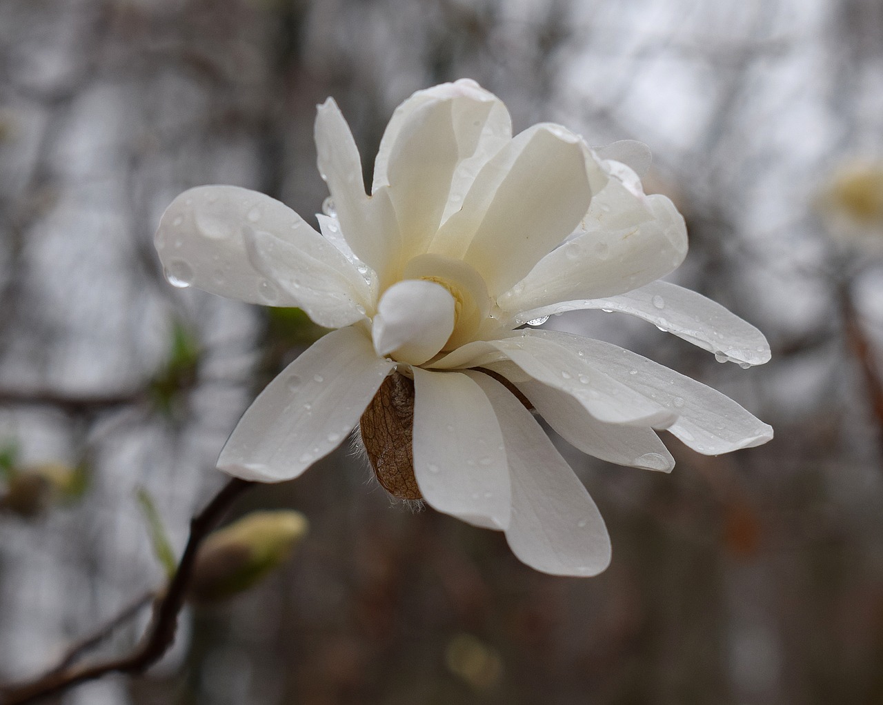 Žvaigždutė Magnolija Fin Lietus, Lietus, Lietaus Lašai, Magnolija, Medis, Augalas, Sodas, Gamta, Pavasaris, Balta