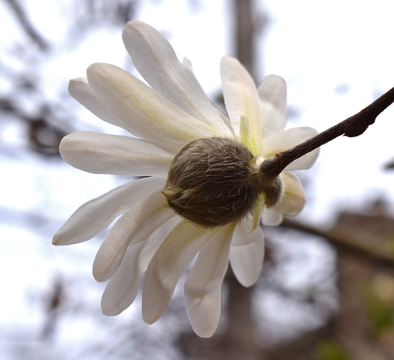 Žvaigždė Magnolija Iš Nugaros, Magnolija, Medis, Augalas, Sodas, Gamta, Pavasaris, Balta, Gėlė, Žiedas