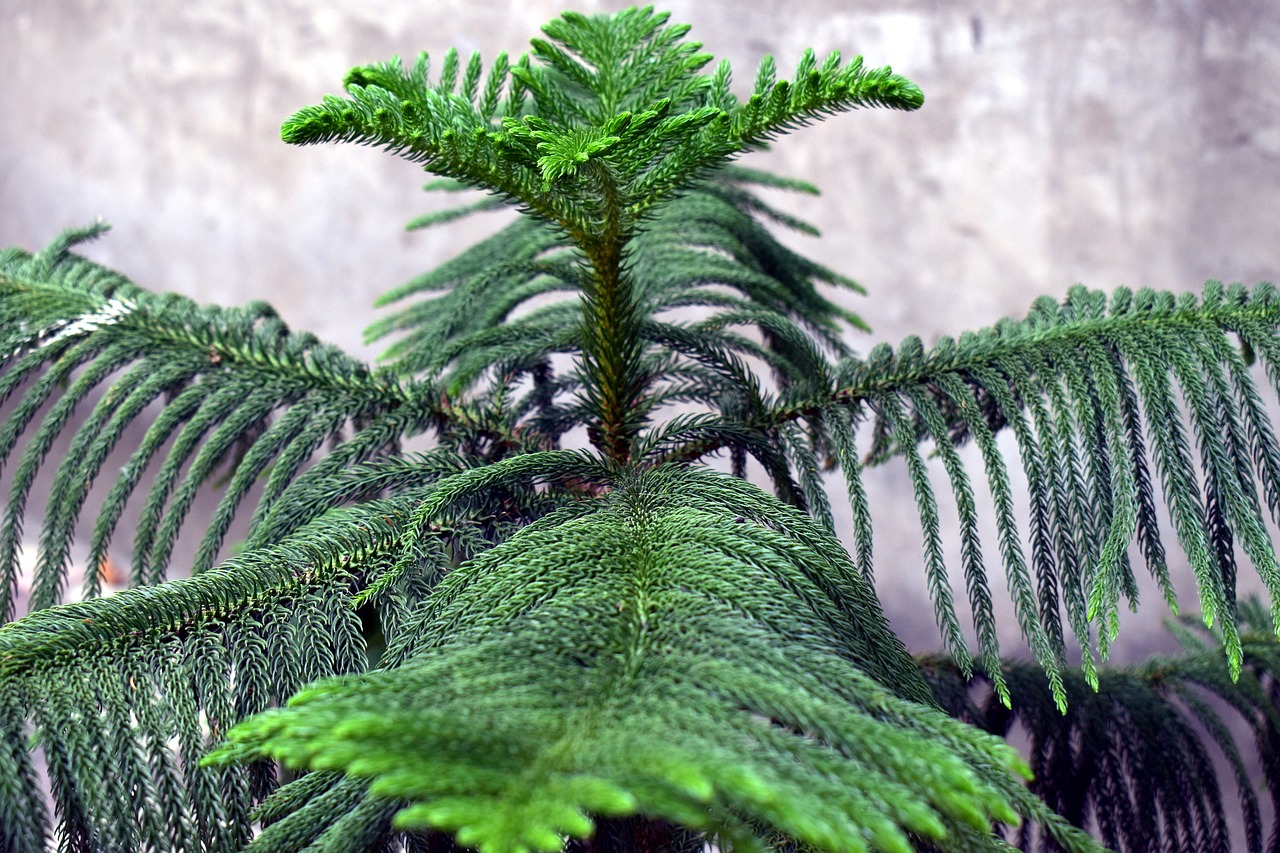 Žvaigždė Pušis, Trikampis Medis, Gyvenanti Kalėdų Eglutė, Araucaria Heterophylla, Nemokamos Nuotraukos,  Nemokama Licenzija