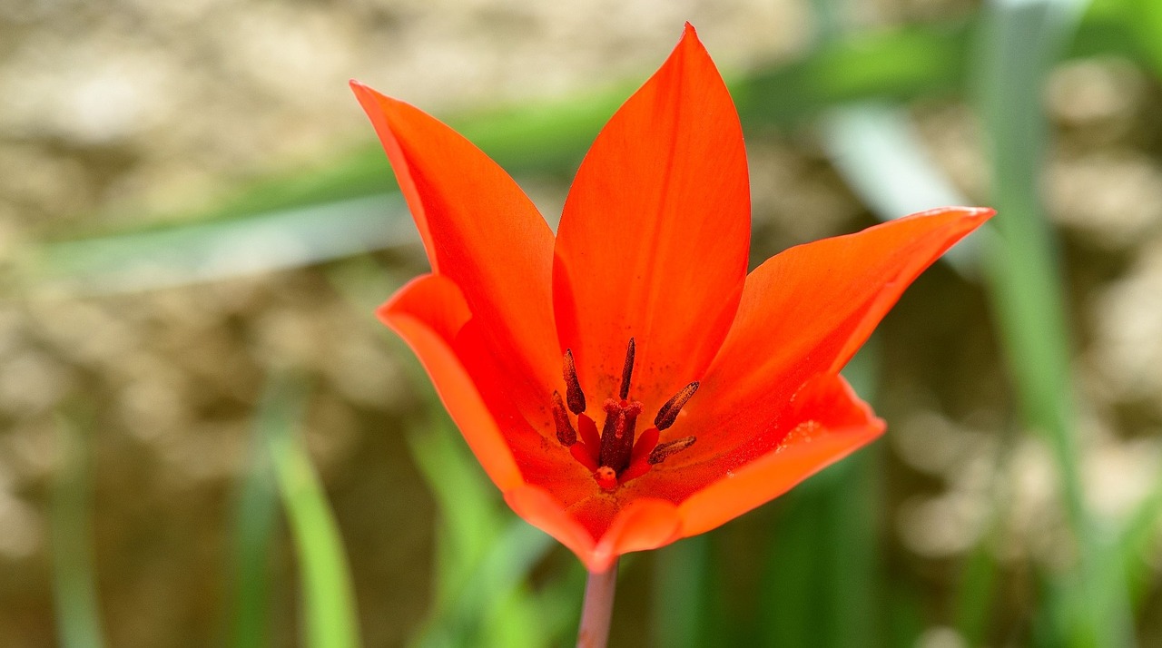 Žvaigždė Tulpė,  Gėlė,  Žiedas,  Žydėti,  Raudona,  Raudona Gėlė,  Pavasario Gėlė,  Schnittblume,  Sodas,  Gamta