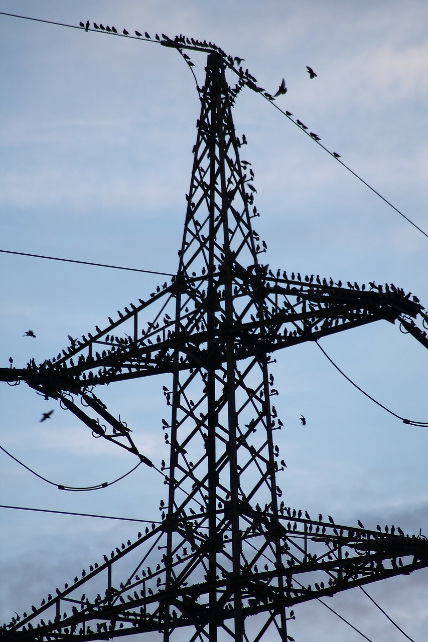 Žvilgsnis, Sturnus Vulgaris, Skrydis Žvaigždėmis, Paukščių Pulkai, Paukščiai Ant Galingumo, Poilsio Vieta, Atkakliai, Laukti, Paukščiai, Gyvūnai