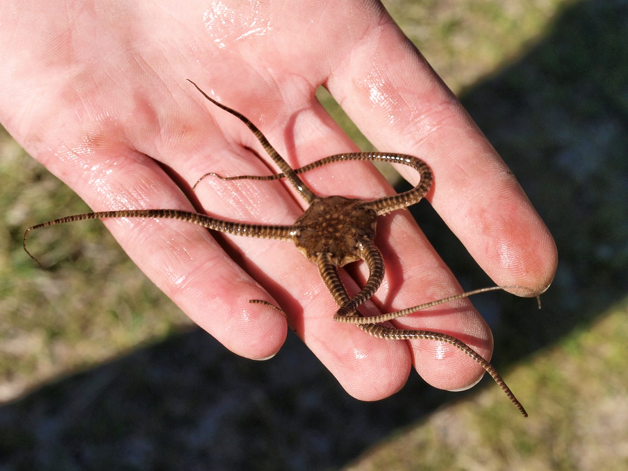 Žvaigždės, Ranka, Ryškios Gyvatės Žvaigždė, Ophiura Albida, Žemė, Nemokamos Nuotraukos,  Nemokama Licenzija