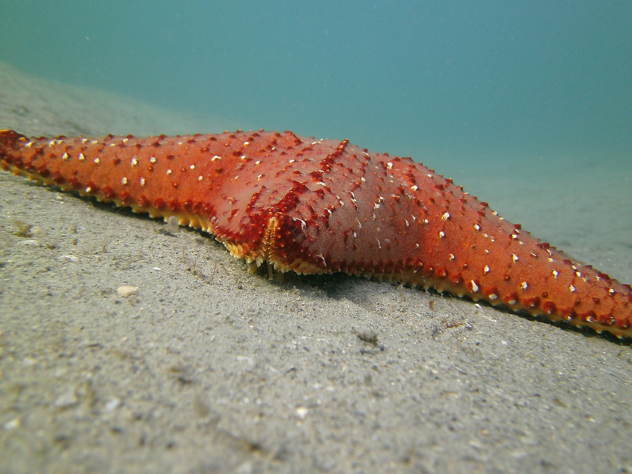 Žvaigždės, Scuba, Jūra, Snorkeling, Nemokamos Nuotraukos,  Nemokama Licenzija