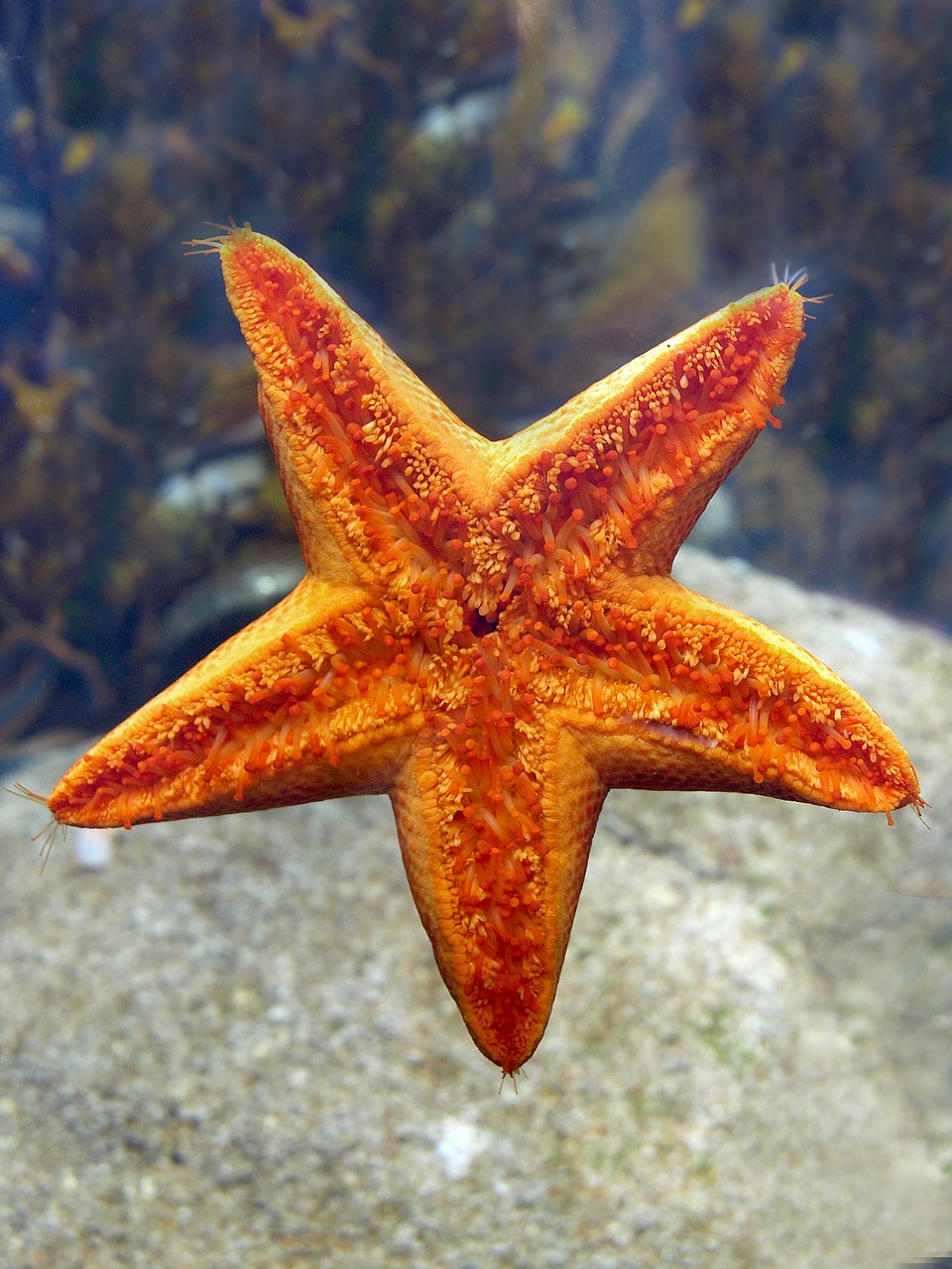 Starfish,  Dygiaodžiai,  Pobūdį,  Jūra,  Moliuskai,  Vežiagyviai,  Bestuburis,  Darbastalio,  Vandens,  Vandenynas