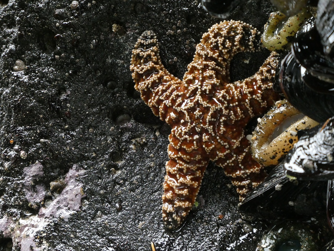 Starfish,  Vandenynas,  Papludimys,  Jūrų,  Gyvenimas,  Gyvūnas,  Gyvūnijos,  Vandens,  Pakrantės,  Pobūdį