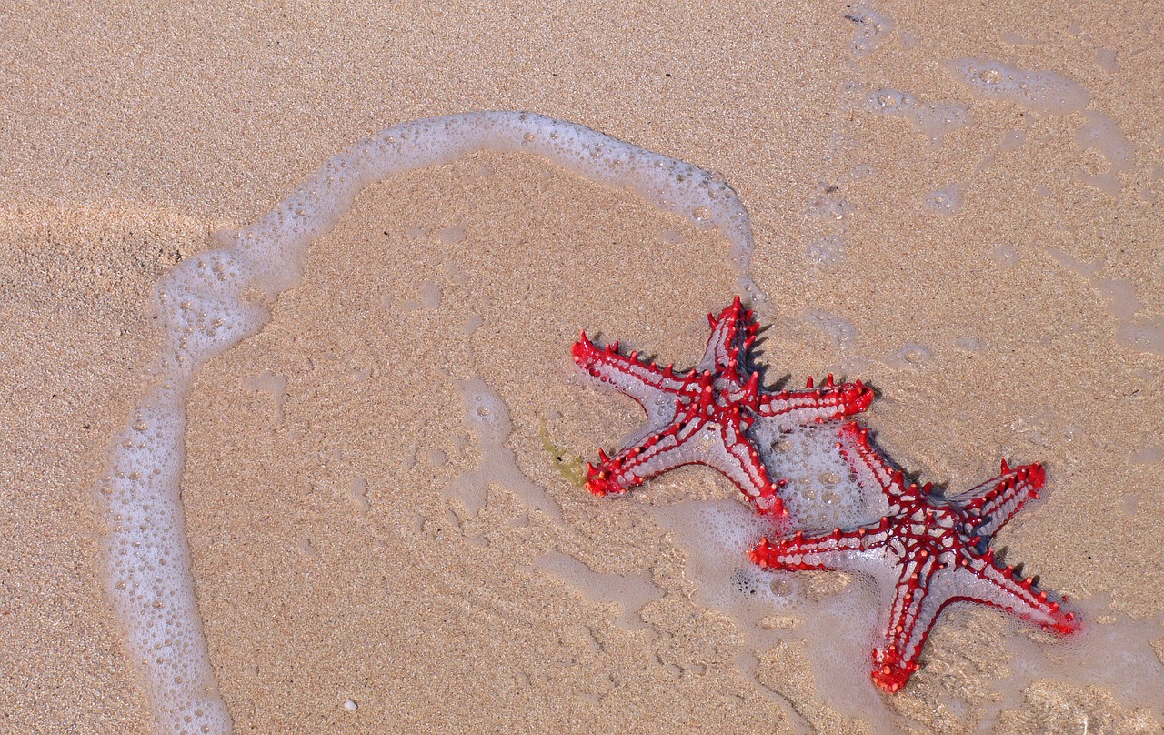 Starfish,  Papludimys,  Jūra,  Vasara,  Vandens,  Pobūdį,  Egzotiškas,  Karibų Jūros, Nemokamos Nuotraukos,  Nemokama Licenzija