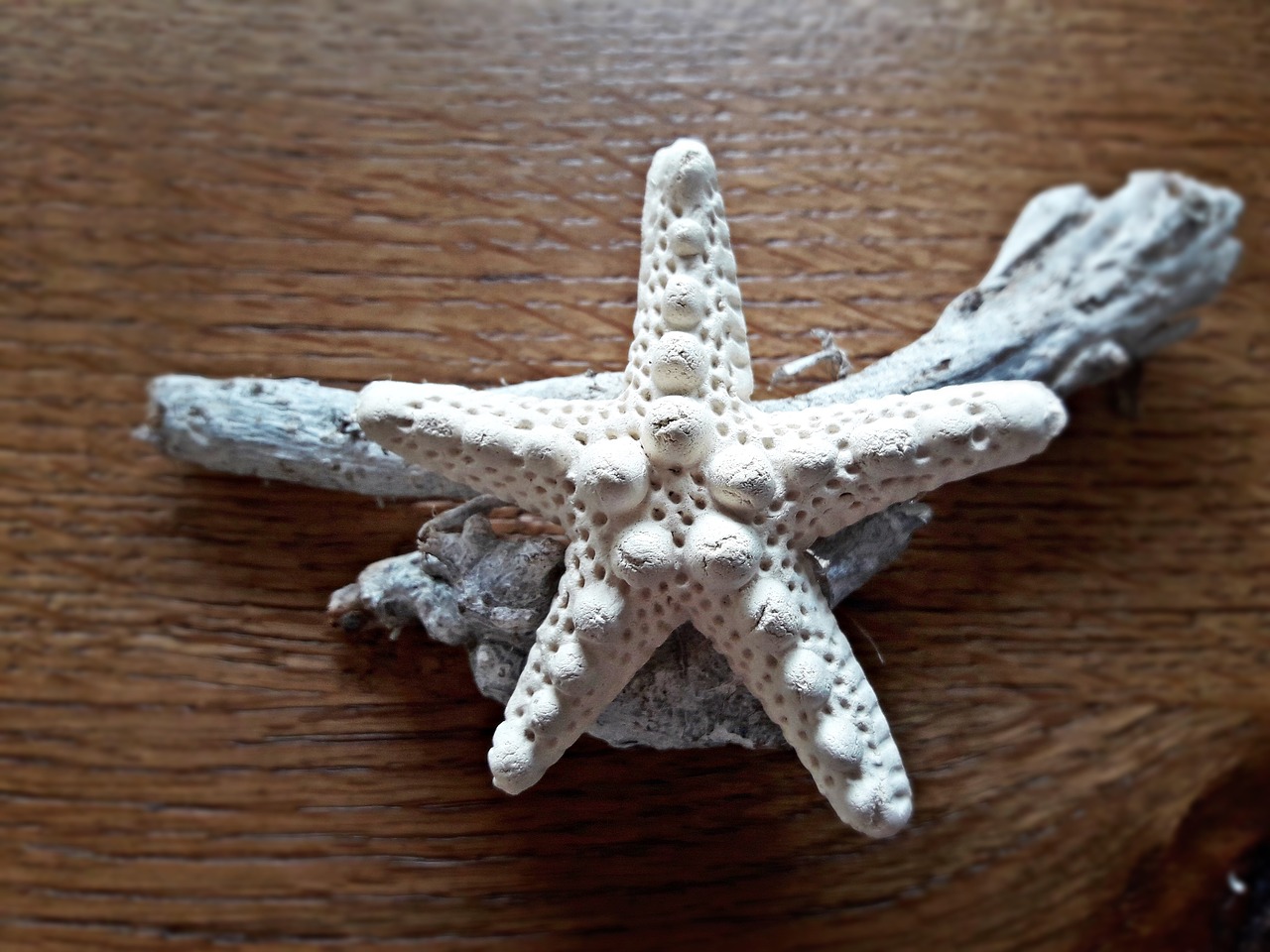 Starfish,  Jūra,  Pobūdį,  Vasara,  Krantas, Nemokamos Nuotraukos,  Nemokama Licenzija