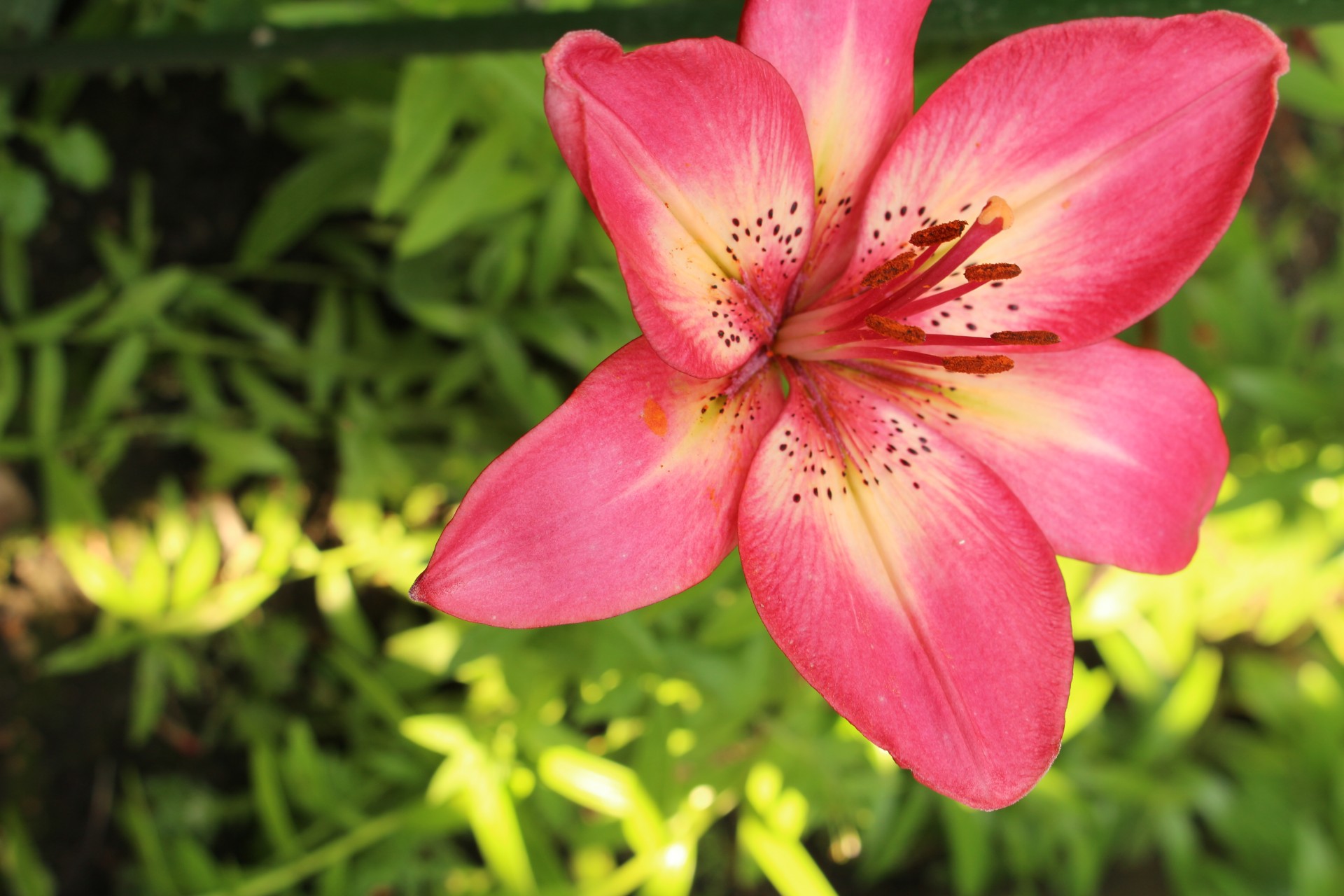 Stargazeris,  Lelija,  Raudona,  Rožinis,  Stargazer Lilija Raudona Rožinė, Nemokamos Nuotraukos,  Nemokama Licenzija