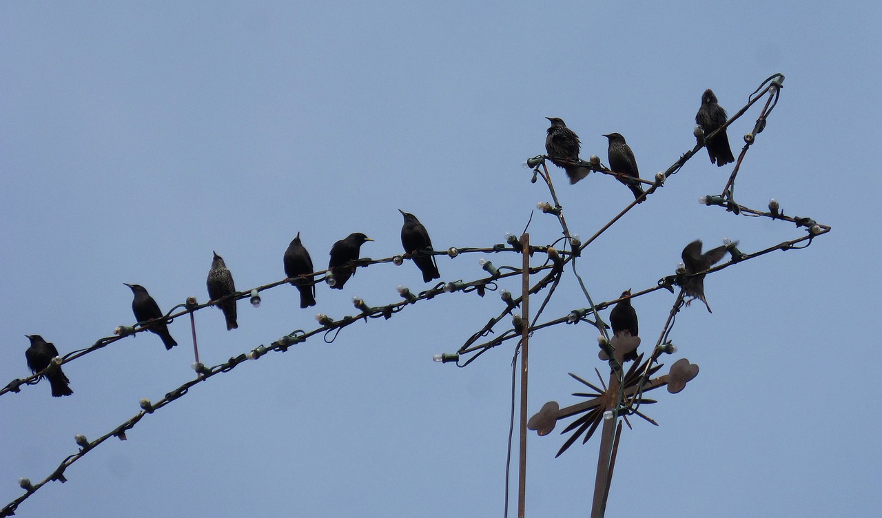 Starlings, Kalėdų Žvaigždė, Belen Žvaigždė, Humoras, Paukščiai, Nemokamos Nuotraukos,  Nemokama Licenzija