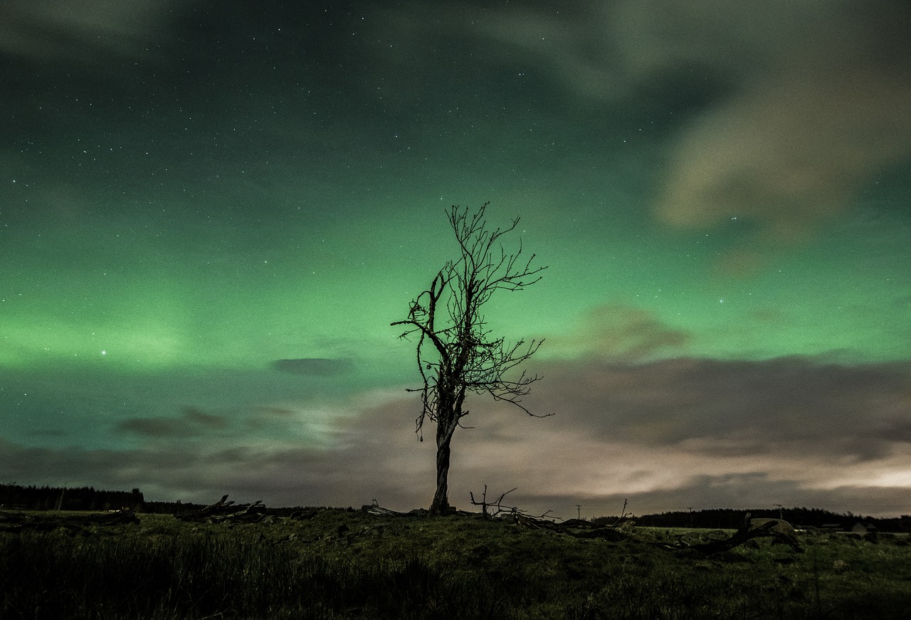 Žvaigždės, Galaktika, Erdvė, Astronomija, Naktis, Tamsi, Vakaras, Dusk, Gamta, Medžiai