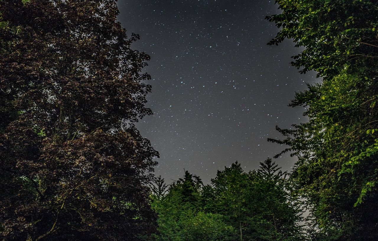 Žvaigždės, Naktis, Dangus, Tamsi, Vakaras, Galaktika, Erdvė, Medžiai, Miškas, Gamta