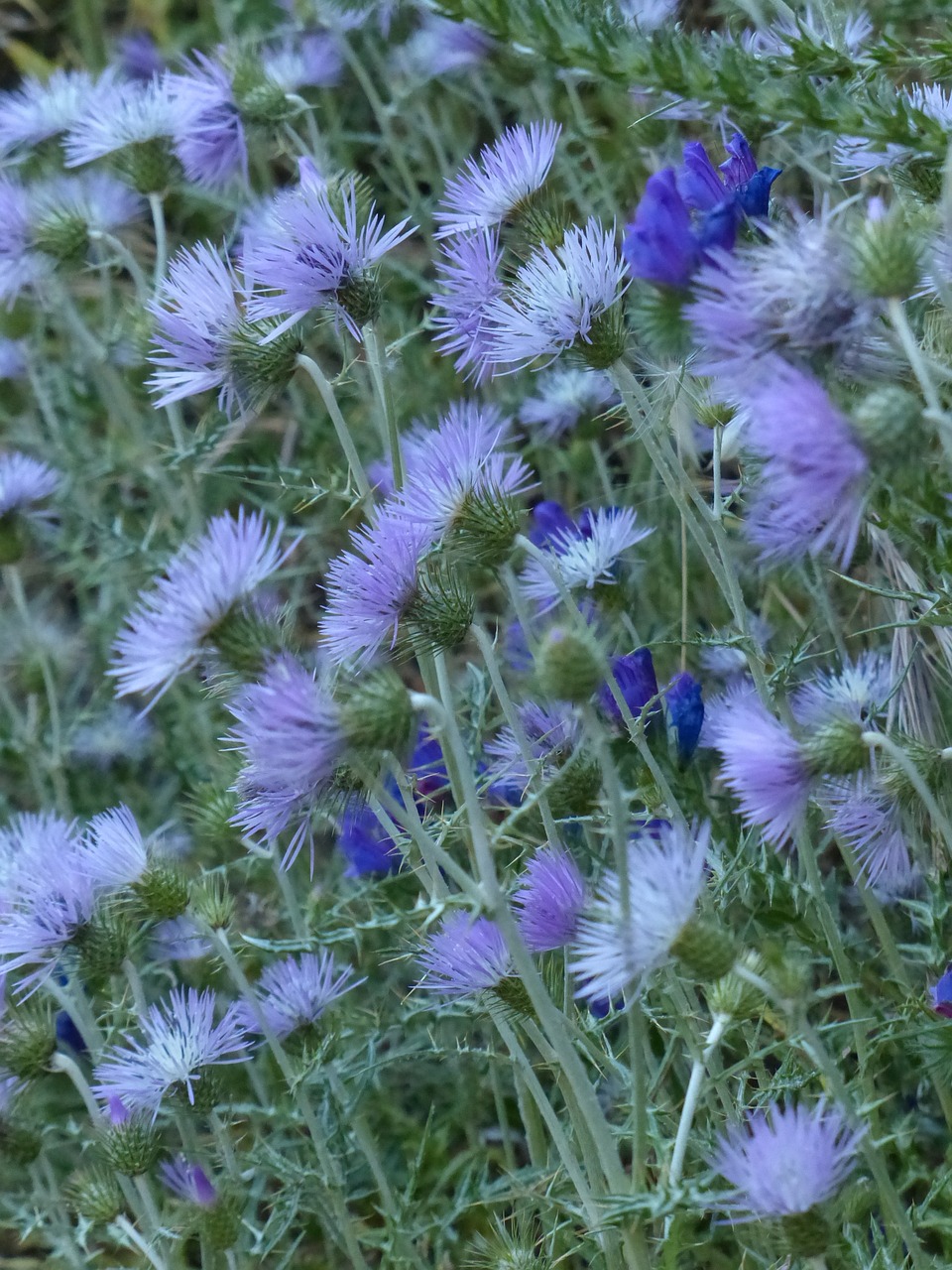 Vagystės Drakonas, Drakonas, Žiedas, Žydėti, Gėlė, Violetinė, Violetinė, Carduus Clavulatus, Nemokamos Nuotraukos,  Nemokama Licenzija