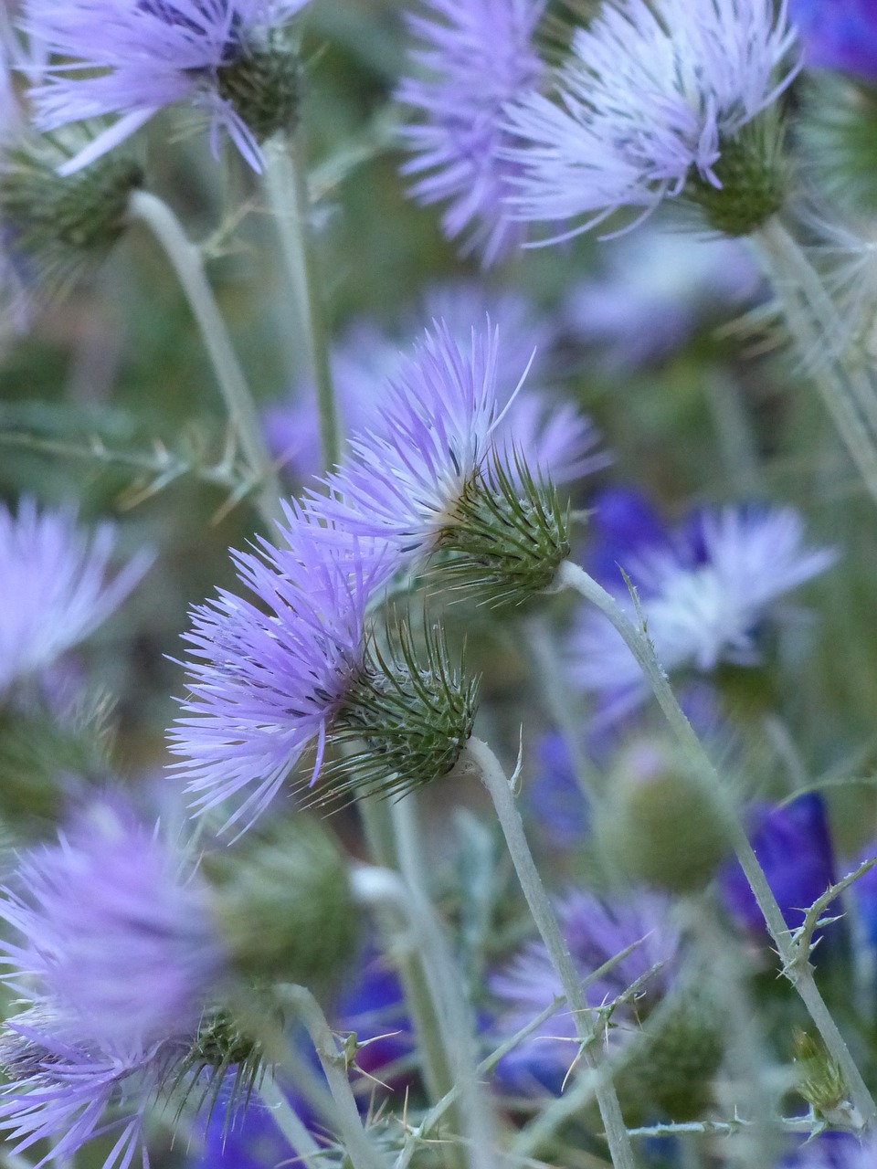 Vagystės Drakonas, Drakonas, Žiedas, Žydėti, Gėlė, Violetinė, Violetinė, Carduus Clavulatus, Nemokamos Nuotraukos,  Nemokama Licenzija