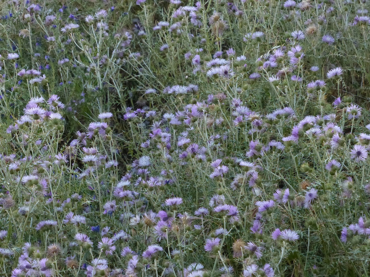 Vagystės Drakonas, Drakonas, Žiedas, Žydėti, Gėlė, Violetinė, Violetinė, Carduus Clavulatus, Nemokamos Nuotraukos,  Nemokama Licenzija