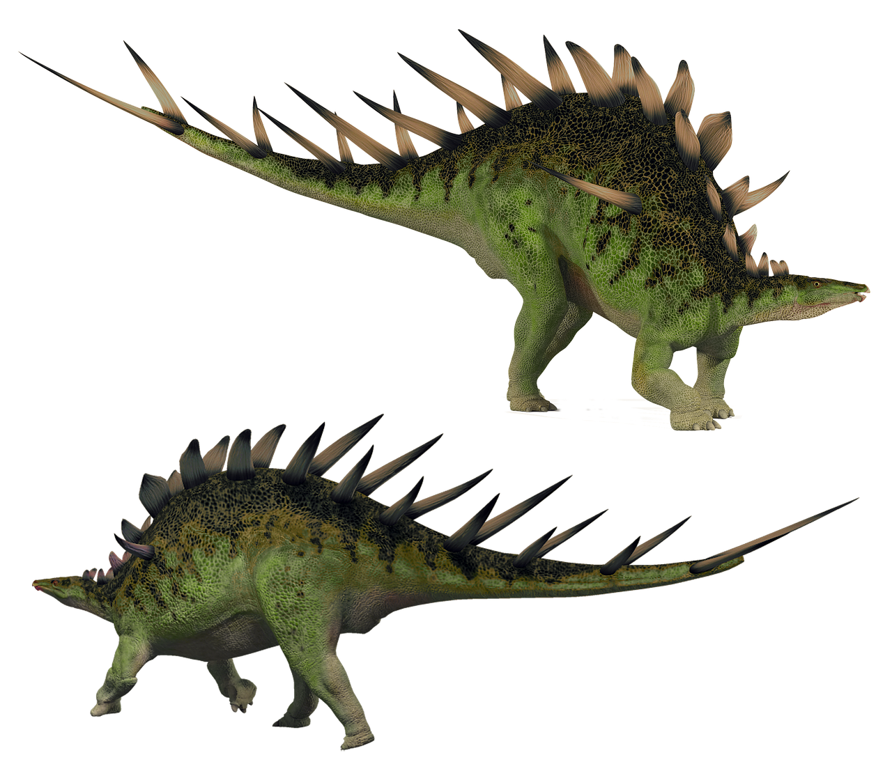Stegosaurus,  Kentrozauras,  Stegosaur,  Dino,  Dinozauras,  Priešistorinių,  Išskiriamas,  Išnykusi,  Šuoliai,  Juros Periodo