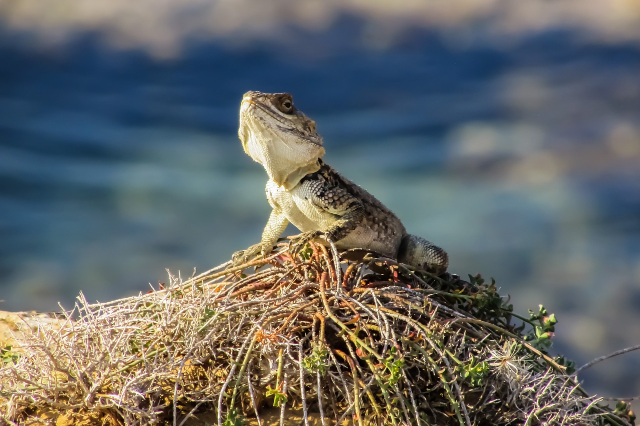 Stellagama Stellio Cypriaca, Driežas, Endeminis, Kurkutas, Laukinė Gamta, Gyvūnas, Gamta, Prisitaikymas, Fauna, Kipras