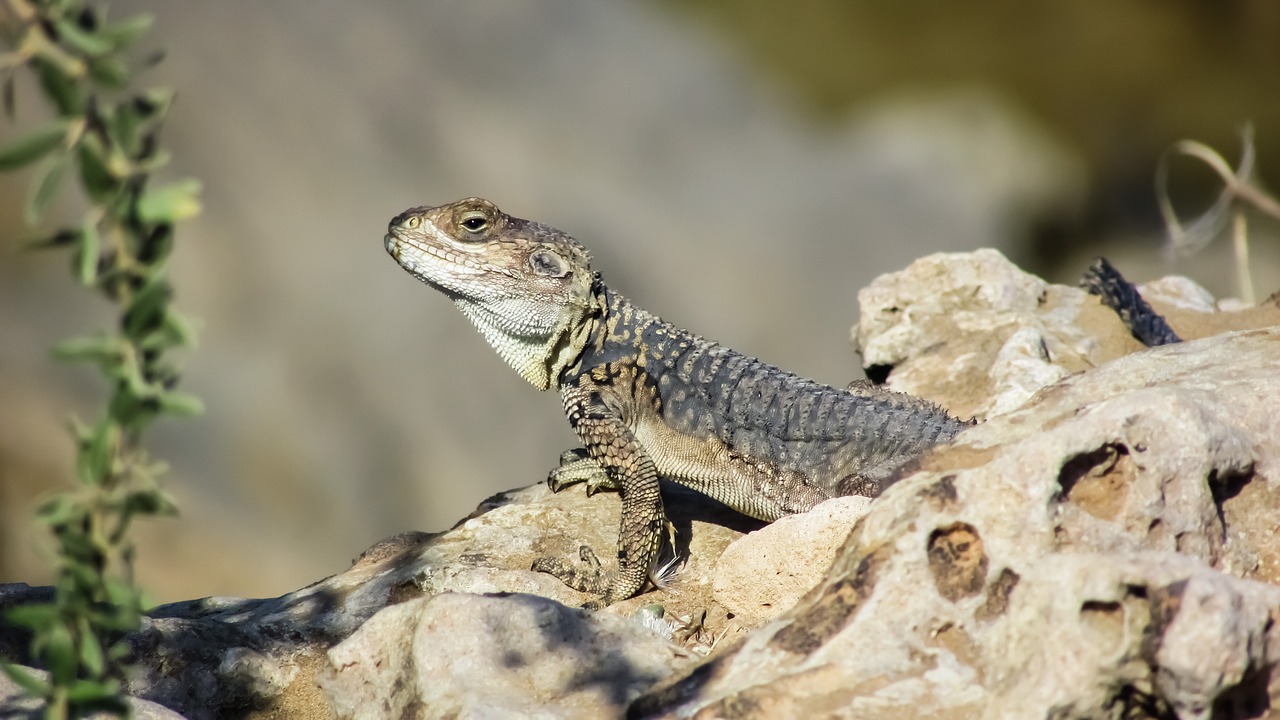 Stellagama Stellio Cypriaca, Driežas, Endeminis, Kurkutas, Laukinė Gamta, Gyvūnas, Gamta, Prisitaikymas, Fauna, Kipras