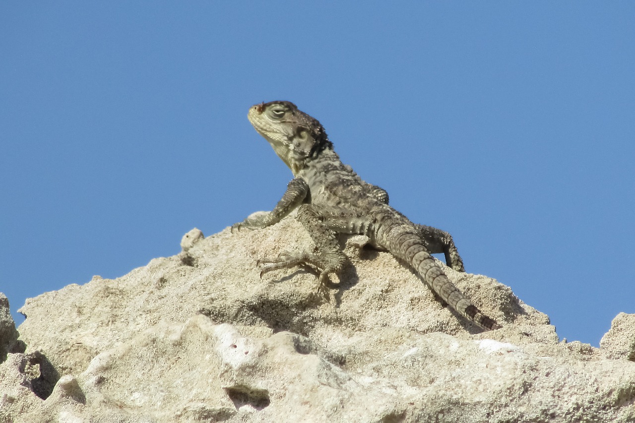 Stellagama Stellio Cypriaca, Driežas, Endeminis, Kurkutas, Laukinė Gamta, Gyvūnas, Gamta, Prisitaikymas, Fauna, Kipras