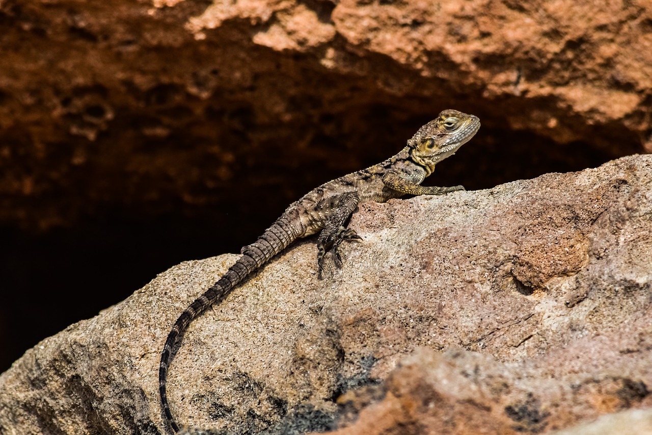 Stellagama Stellio Cypriaca,  Driežas,  Endeminės,  Kurkutas,  Gyvūnijos,  Gyvūnas,  Pobūdį,  Pritaikymas,  Gyvūnija,  Kipras