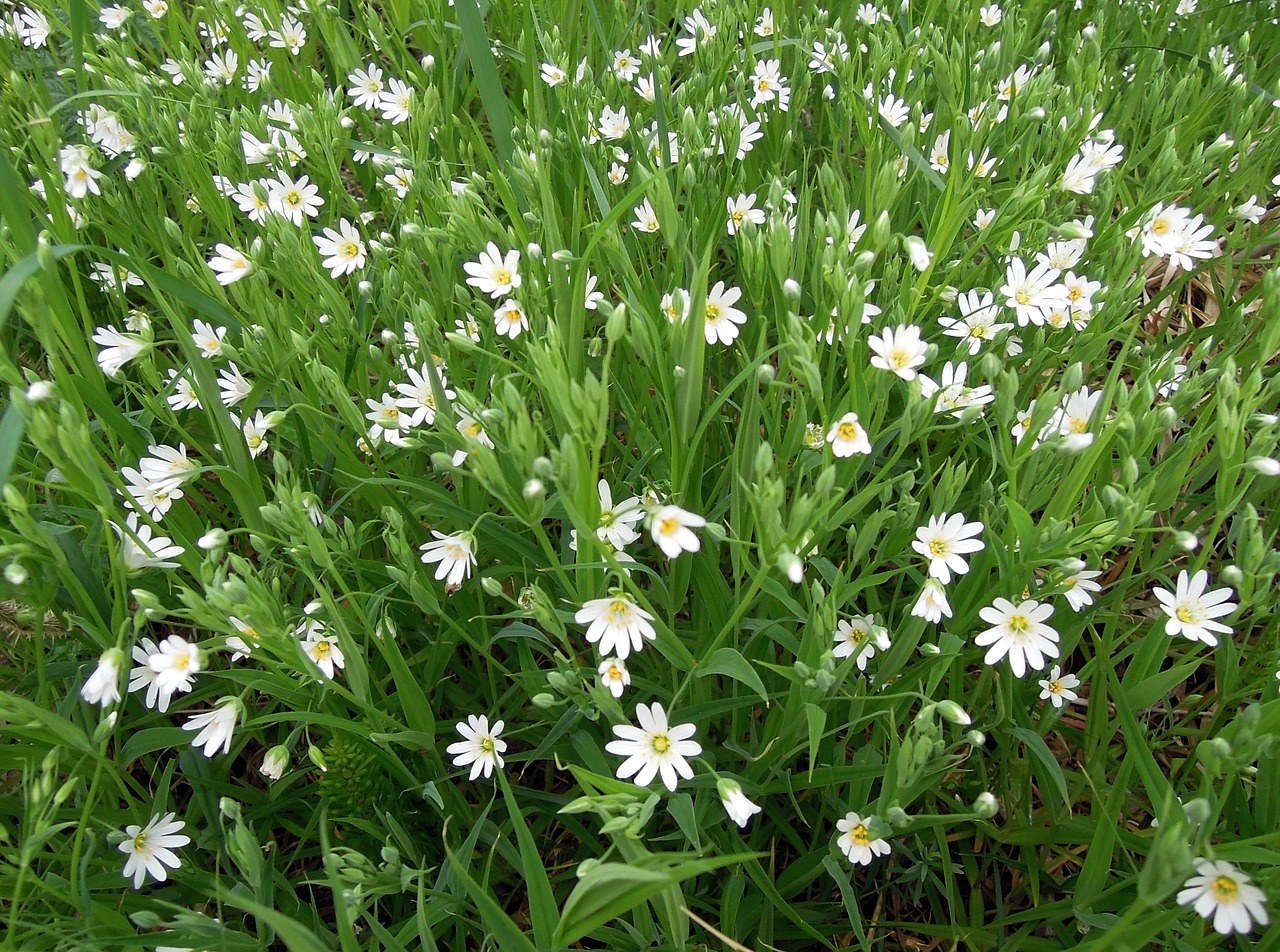 Stellaria, Balta, Gėlės, Žydėti, Lauko Gėlės, Gėlė, Gamta, Baltos Gėlės, Laistymas, Vasaros Gėlės