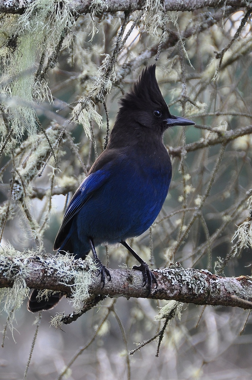 Stellers, Jay, Paukštis, Nemokamos Nuotraukos,  Nemokama Licenzija