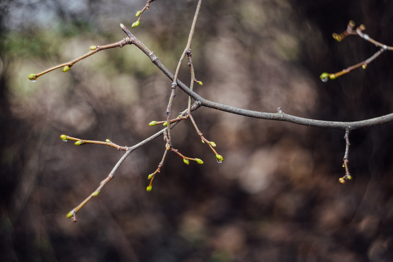 Stiebas, Augalas, Gamta, Bokeh, Blur, Lapai, Nemokamos Nuotraukos,  Nemokama Licenzija