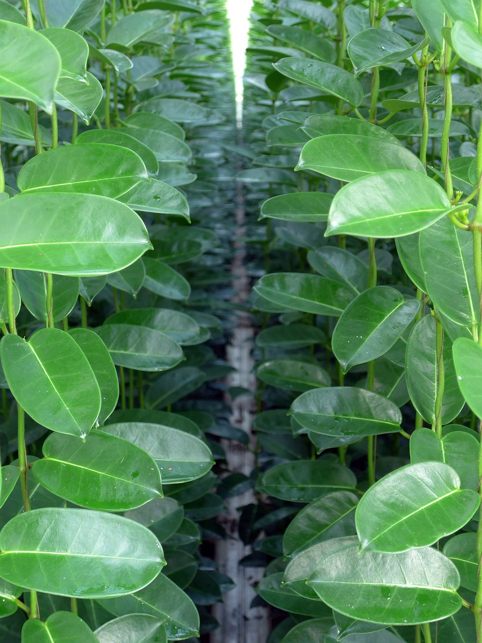 Stephanotis, Žalia Augalas, Sodininkystė, Auginimas, Lapai, Kambarinis Augalas, Gauja, Žalias, Nemokamos Nuotraukos,  Nemokama Licenzija