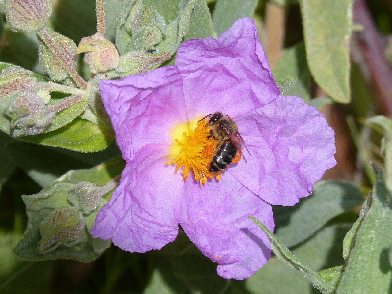 Stepė, Cistus, Bičių, Gėlė, Libar, Nemokamos Nuotraukos,  Nemokama Licenzija