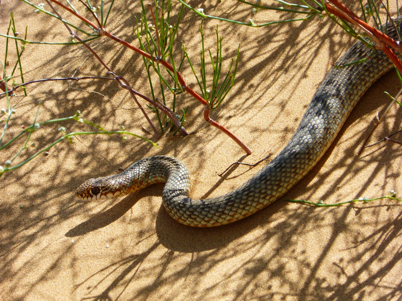 Stepė, Gyvatė, Smėlis, Gamta, Iš Arti, Vasara, Gyvūnai, Viper, Flora, Fauna