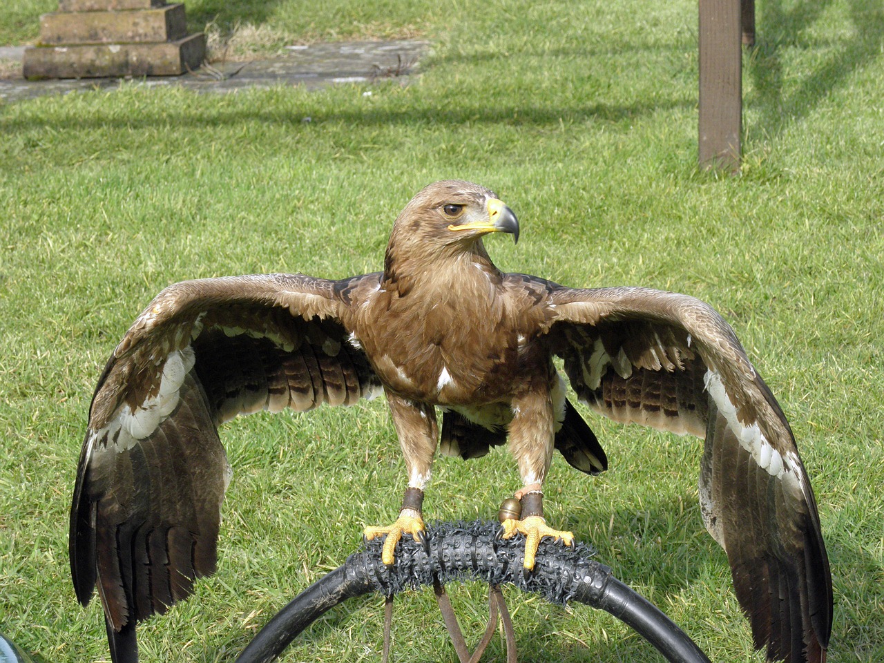 Steppe Erelis, Erelio Raptorius, Plėšrusis Paukštis, Paukštis, Gyvūnas, Laukinė Gamta, Plėšrūnas, Nemokamos Nuotraukos,  Nemokama Licenzija