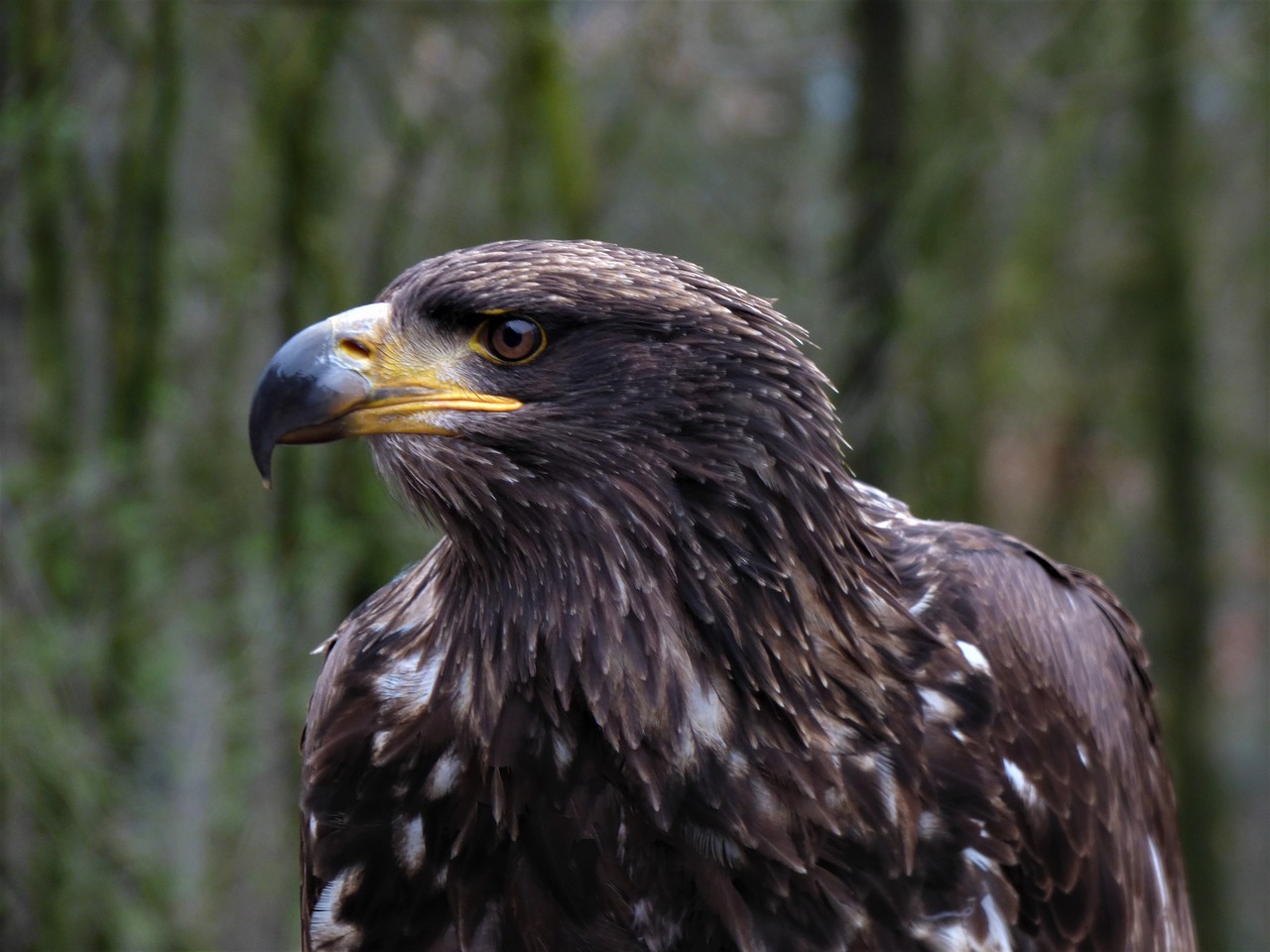 Steppe Erelis, Adler, Galva, Akis, Uždaryti, Veidas, Gyvūnų Portretas, Išraiška, Paukštis, Raptoras