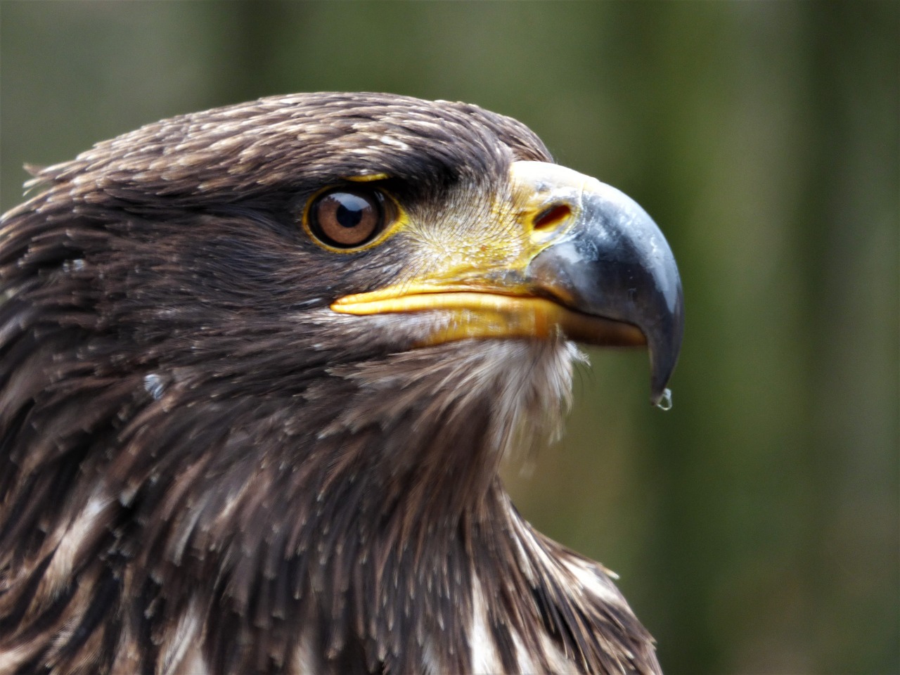 Steppe Erelis, Akis, Paukštis, Galva, Adler, Raptoras, Plėšrusis Paukštis, Portretas, Uždaryti, Zoologijos Sodas