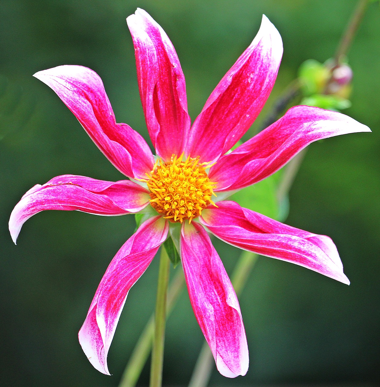 Sterndahlie, Dahlia, Georgine, Gėlė, Kompozitai, Gėlių Sodas, Dekoratyvinė Gėlė, Augalas, Dekoratyvinis Augalas, Dahlia Sodas