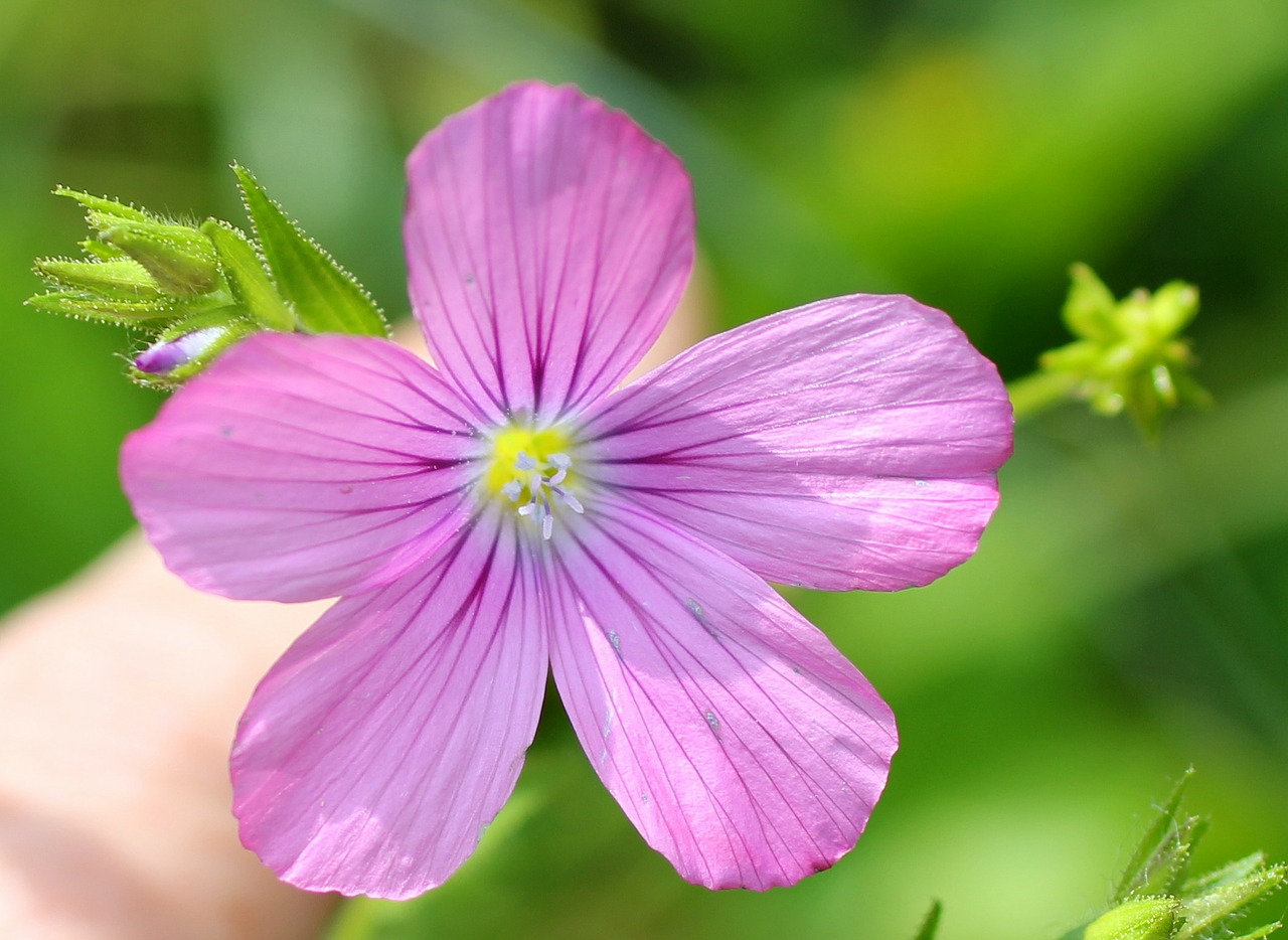 Lipnus Leinas, Laukinė Gėlė, Rožinis, Žiedas, Žydėti, Nemokamos Nuotraukos,  Nemokama Licenzija