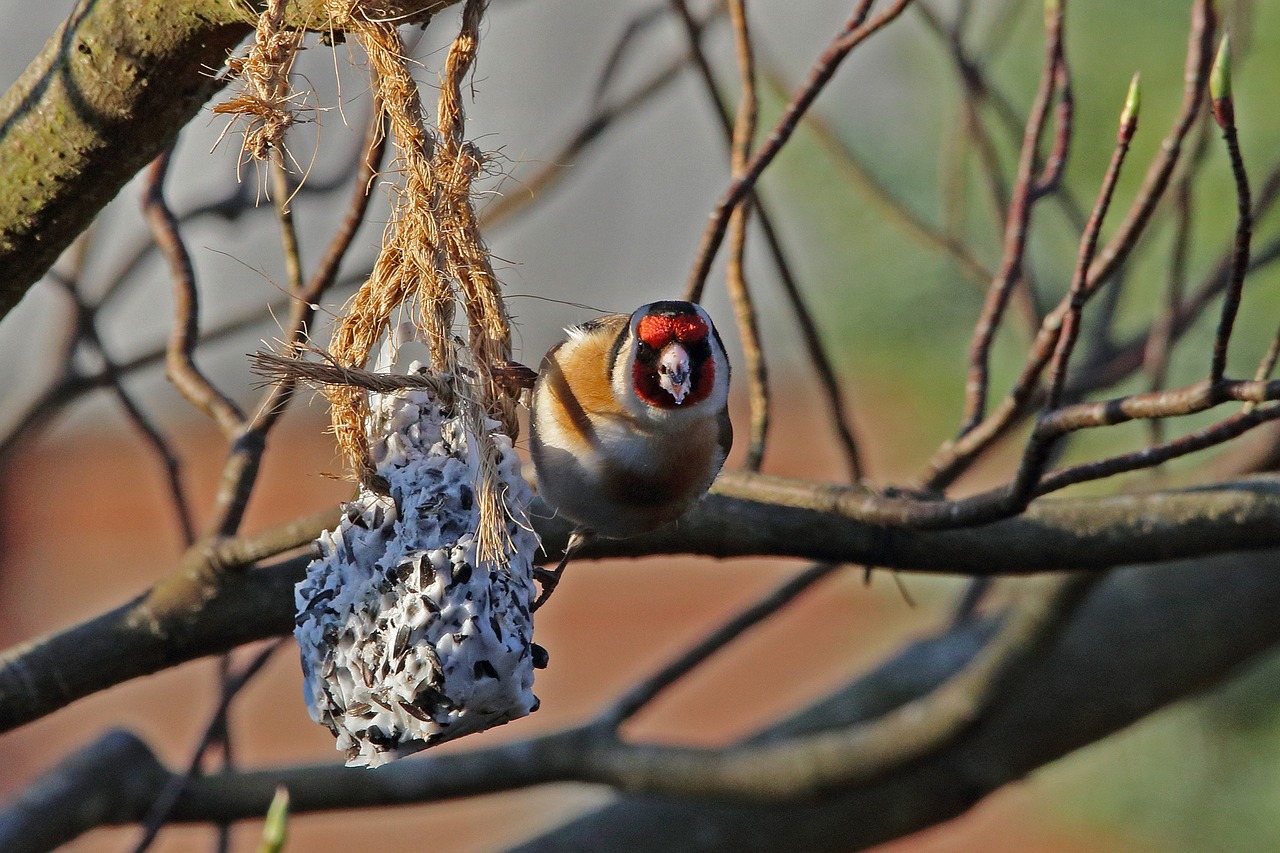 Stieglitz, Paukštis, Giesmininkas, Pavasaris, Gamta, Siskin, Nemokamos Nuotraukos,  Nemokama Licenzija