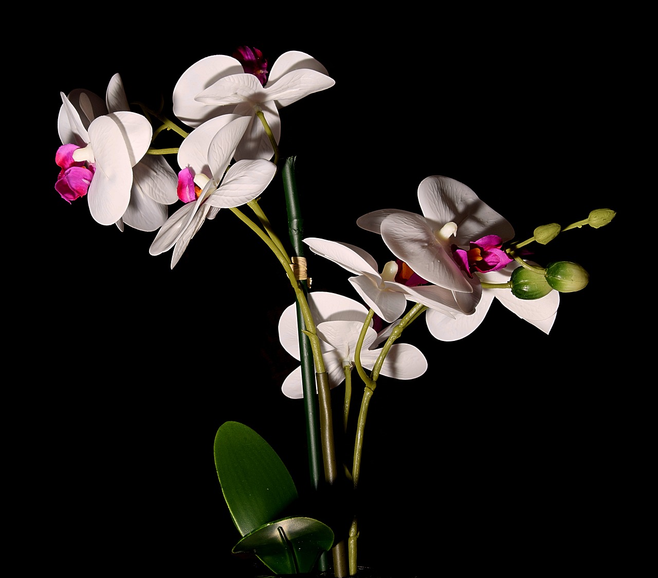 Natiurmortas, Orchidėja, Gėlė, Uždaryti, Nemokamos Nuotraukos,  Nemokama Licenzija